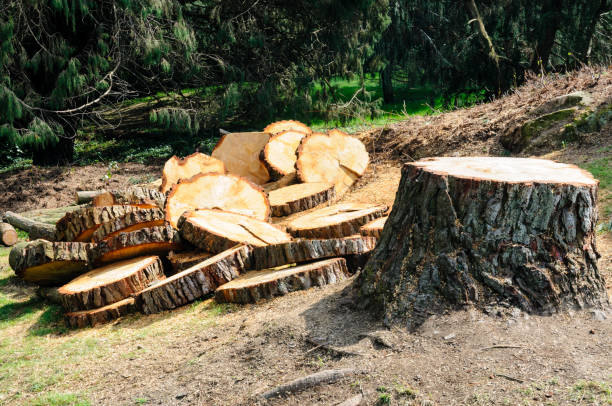 How Our Tree Care Process Works  in  Lake Orion, MI